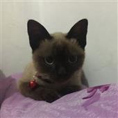 Bản