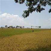 Quầ