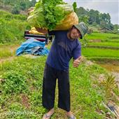 Vận