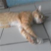 Soi