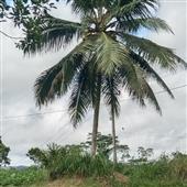 Tiề