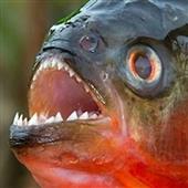 Ngư