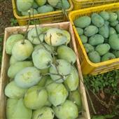Chế