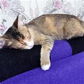 Nhà