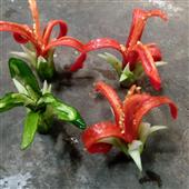Trự