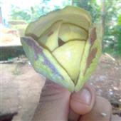 Bản