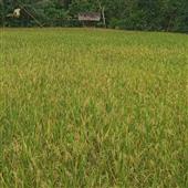 Thế
