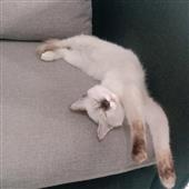 MÈO