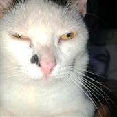 Giả