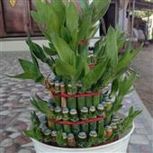 Dự 