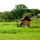 Dự 