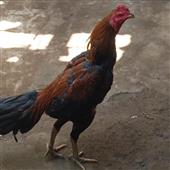 Bón