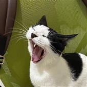 Bon