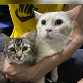 Kèo