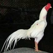 Kỷ 