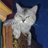 Các