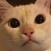 Lịc