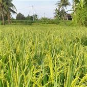 Kỳ 