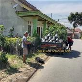 Trự