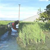 Năm