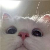 Chơ
