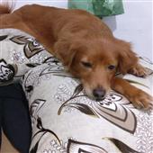 Các