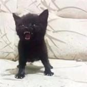 Vũ 