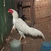 Ngọ