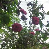 Nhữ