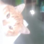 Chu