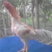 Tài