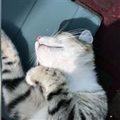 Các