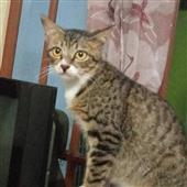 Các
