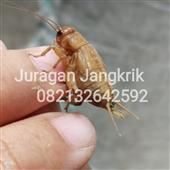 Chỉ