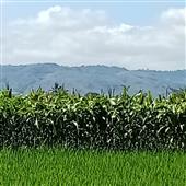 Cờ 