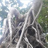 Số 