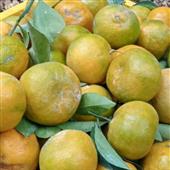 Gấu