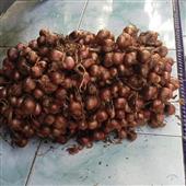 KHO