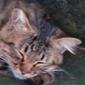 Đườ