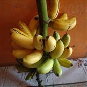 Nạp