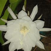 NGŨ