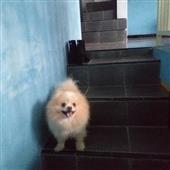 Hàn