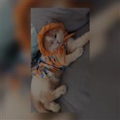 Các