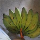 Cuộ
