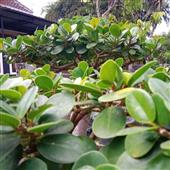 lục