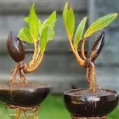 Tại