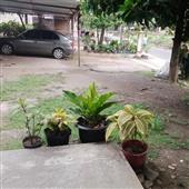 TỶ 