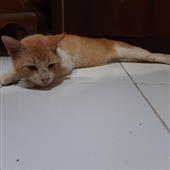 Bản