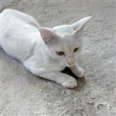 Lịc
