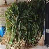 Dự 